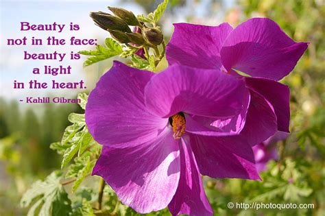 Quotes About Purple Flowers Quotesgram
