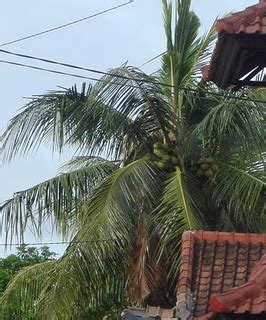September 14, 2017 · ranau, malaysia ·. apakah bahagian pada pokok kelapa tidak di panggil kelapa ...
