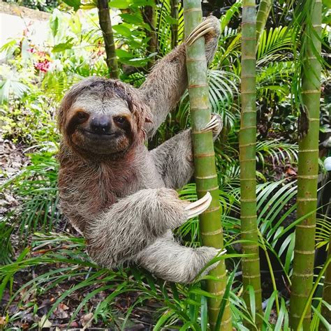 Sloth Life Sloths Koala Bear Fauna Smile Animals Animales