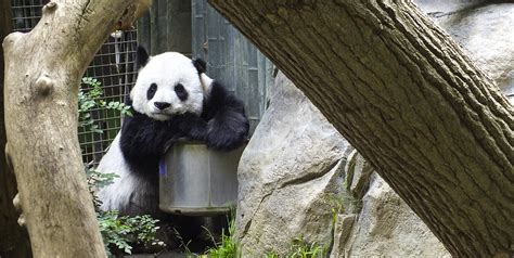 Bored Panda Taken In San Diego Zoo Moonpig77 Flickr