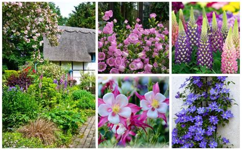 15 Stunning Cottage Garden Perennials