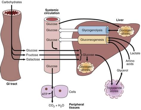 Glucose Metabolism And Diabetes Mellitus Clinical Gate
