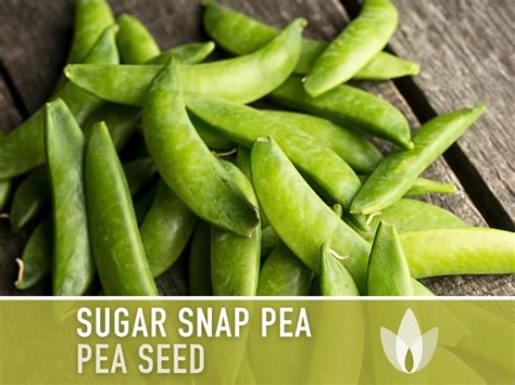 Sugar Snap Pea Seeds Heirloom Seeds High Yield Open Pollinated Non