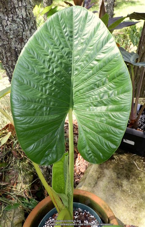 If planting in a sunny area, for best results try and plant in an area that will receive some break from the hot summer sun! Photo of the leaves of Upright Elephant Ear (Alocasia alba ...