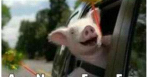 Weeeeeee Geico Pig Are Never Ever Ever Getting Back Together Lol