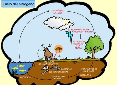 Ciclos De La Materia Ciclo Del Nitrogeno