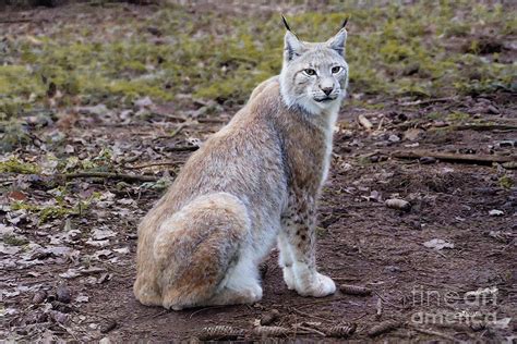 Beautiful Lynx Photograph By Jutta Maria Pusl