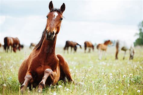 Beautiful Horse Is Eating Grass In The Field Stock Photo Image Of