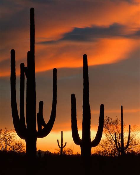 Saguaro Cacti Silhouetted At Sunset During A Breaking Storm In The West