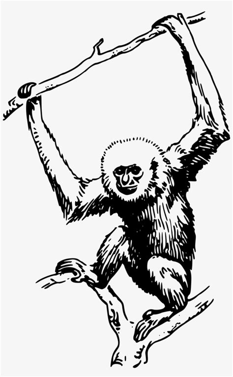 Gambar Hitam Putih Hewan Monyet – pulp