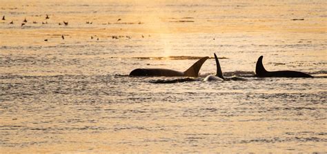 Against The Odds The Race To Save The Southern Resident Killer Whales