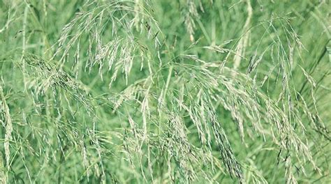 Diet Diary ‘lovegrass A Superfood That May Soon Be On Our Dinner