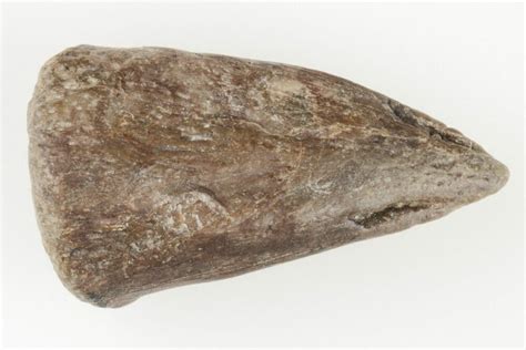 77 Permian Amphibian Eryops Fossil Claw Texas 197355 For Sale
