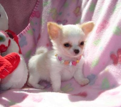 Yorkies, chihuahuas, morkies, maltese, poodles teacup puppies for sale in arkansas ar. Chihuahua Puppies For Sale | Houston, TX #196905 | Petzlover