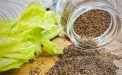 Top 5 Health Benefits Of Celery Seeds Keep Fit Kingdom