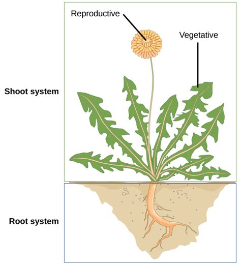 The Plant Body Openstax Biology 2e