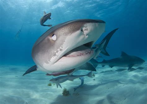 5 Incredible Ways Shark And Ray Eyes Create Super Sensitive Vision Oceana
