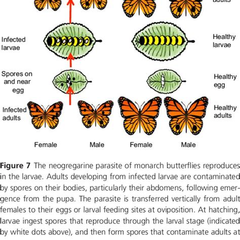 Top Monarch Populations Are Estimated Over Time By The Area Of