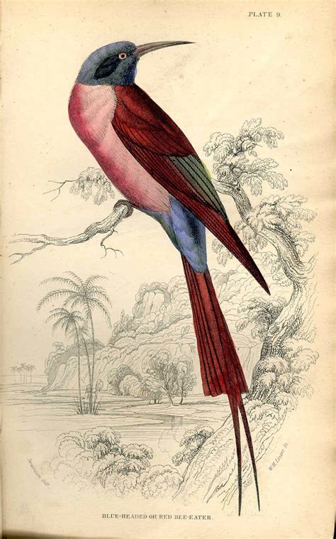 Vintage Bird Vintage Bird Illustration Bird Illustration Bird Art