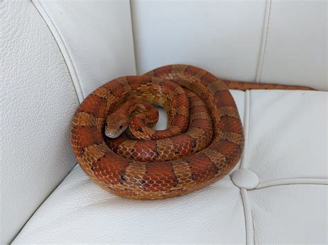 Lacy perry from a lead role as eve's tempter in the bible to regular appea. Corn snake - Wikipedia