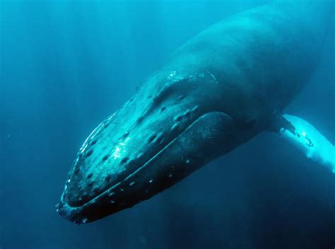 Humpback Whales Exploring Marine Life Dominican Republic