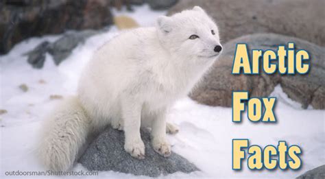 Arctic Foxes Fun Facts Where To See Them And How To Photograph Them Images
