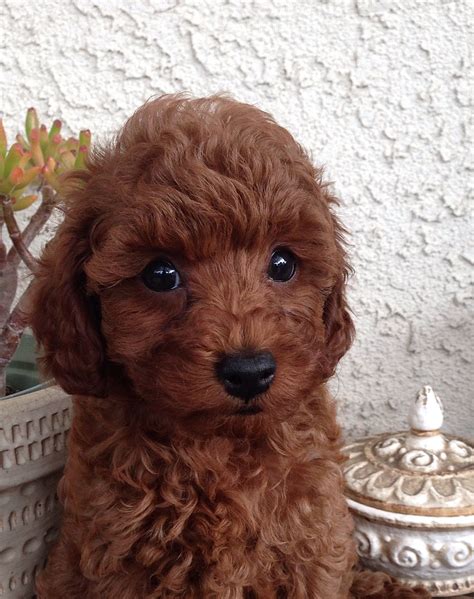 The answer is yes, poodles are hypoallergenic dogs. Cute dark red @ west coast poodles