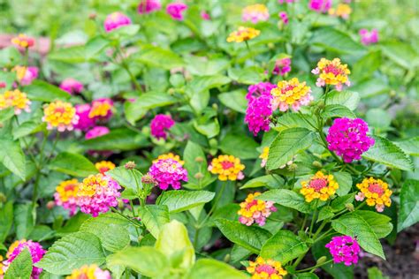 How To Properly Care For Lantana Plants 2023