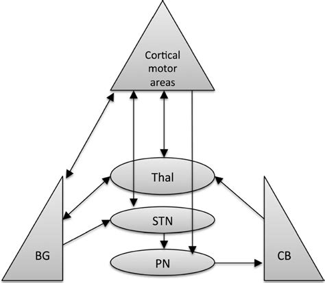 Consensus Paper Towards A Systems Level View Of Cerebellar Function