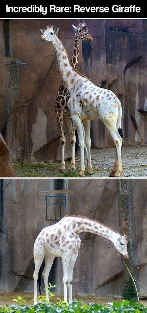 12 Funny Giraffe Memes That Will Make Your Day Animals And Pets Baby