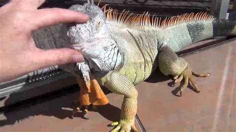 Iguana attacking my leg - YouTube