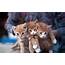 Lovely Kittens Photo  Wallpaper High Definition Quality Widescreen