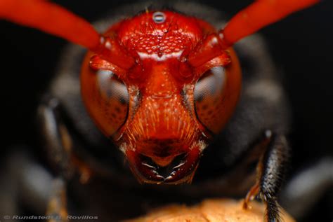 Macro Photography The Worlds Deadliest Insects