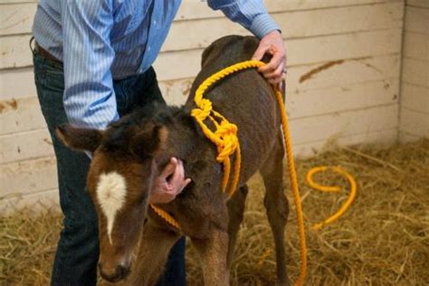 Neonatal Maladjustment Syndrome In Foals School Of Veterinary Medicine