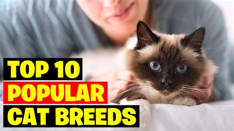 Top 10 Popular Cat Breeds In The World YouTube