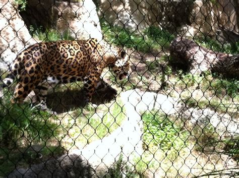 Jaguar At Fort Worth Zoo June 2013 Fort Worth Zoo Sand Cat Big Cats