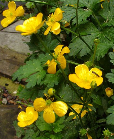 List 102 Pictures Picture Of A Buttercup Flower Stunning