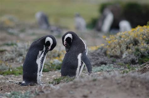 Pingüino Patas Negras Spheniscus Demersus Fotografía De Stock