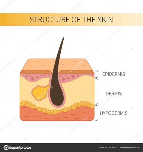 Structure Human Skin Epidermis Dermis Hypodermis — Stock Vector