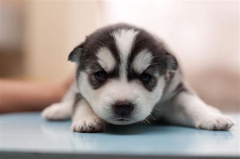 Check out size, lifespan, health issues, breeders, price & interesting facts. Cute Husky Puppies