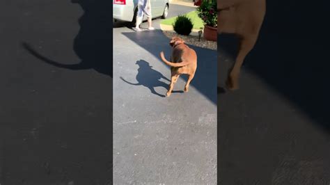 Dog Chasing Me Youtube