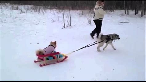 Puppy Pulls Puppy Cutest Dog Sled Ever Youtube