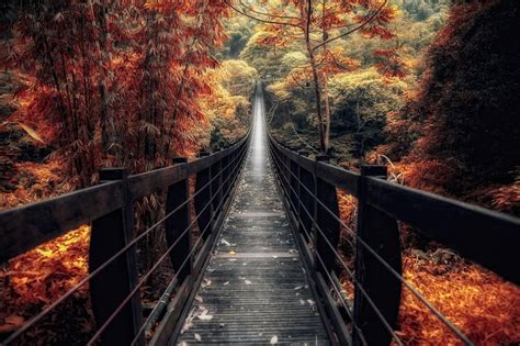 Nature Landscape River Forest Fall Walkway Path Trees Leaves Hd