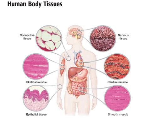 A cell is typically microscopic and consists of cytoplasm, a nucleus and enclosed in a membrane. PCAT: PCAT Anatomy and Physiology