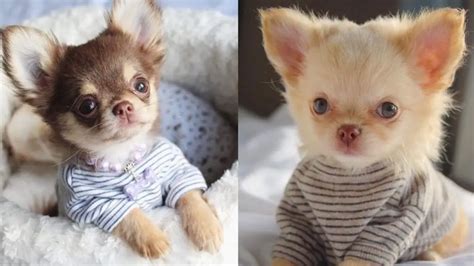 Miniature Chihuahua 12 Amazing Facts About Mini Chi