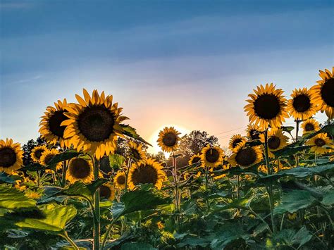 Sunflowers Mckee Beshers In Maryland Mom Of Mamony