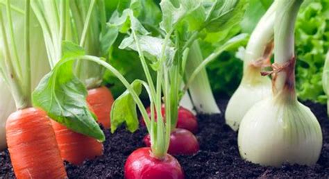¿qué Son Los Alimentos Orgánicos Secretaría De Agricultura