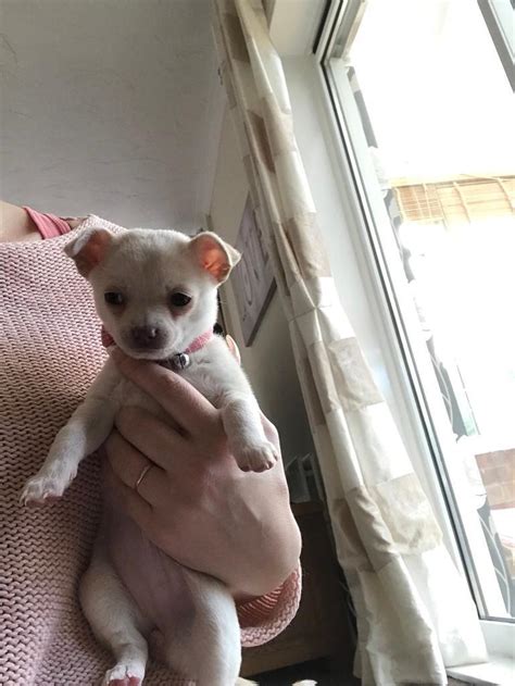 Female Tiny Chihuahua Puppy In Gosforth Tyne And Wear Gumtree