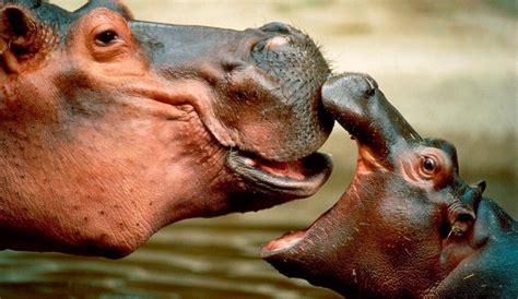 Galería De Imágenes Guía Sobre Los Hipopótamos