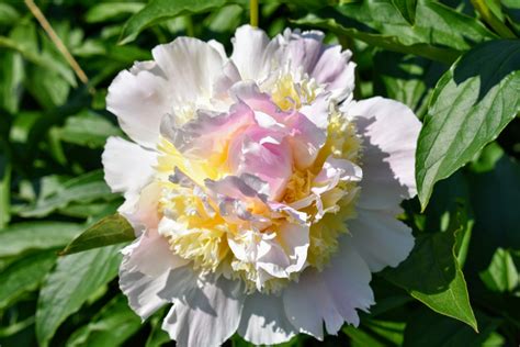 The Herbaceous Peony Garden At My Farm The Martha Stewart Blog